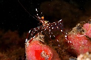 Urocaridella antonbruunii-Maldives Hoholha Thila-16m-20240424-da-DSC_6453_tn